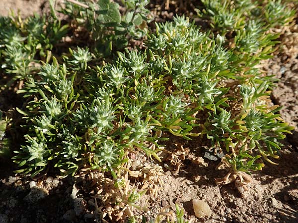 Ceratocephala orthoceras \ Geradfr�chtiges Hornk�pfchen / Bur Buttercup, D Aichtal 18.4.2018