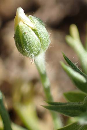 Ceratocephala orthoceras \ Geradfr�chtiges Hornk�pfchen / Bur Buttercup, D Aichtal 18.4.2018