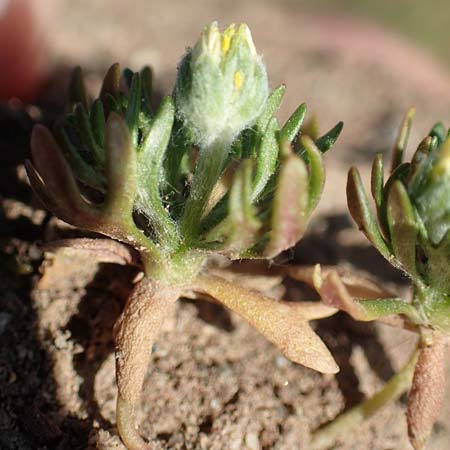 Ceratocephala orthoceras \ Geradfr�chtiges Hornk�pfchen / Bur Buttercup, D Aichtal 18.4.2018