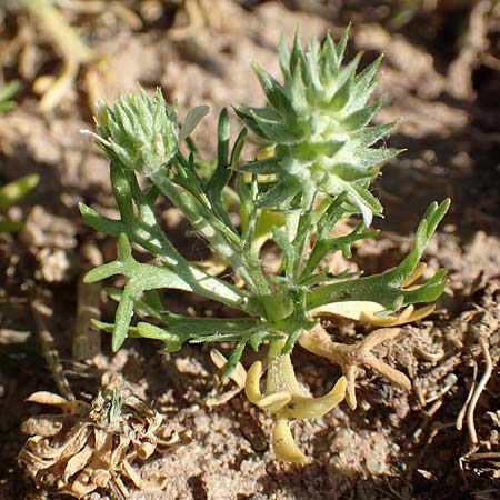Ceratocephala orthoceras \ Geradfr�chtiges Hornk�pfchen / Bur Buttercup, D Aichtal 18.4.2018