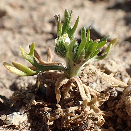 Ceratocephala orthoceras \ Geradfr�chtiges Hornk�pfchen / Bur Buttercup, D Aichtal 18.4.2018