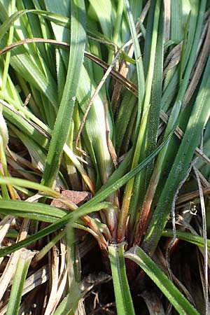 Carex ornithopoda \ Vogelfu�-Segge / Bird's Foot Sedge, D Weinheim an der Bergstra&szlig;e 20.4.2018
