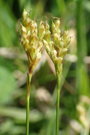 Carex ornithopoda \ Vogelfu�-Segge / Bird's Foot Sedge, D Weinheim an der Bergstra&szlig;e 20.4.2018