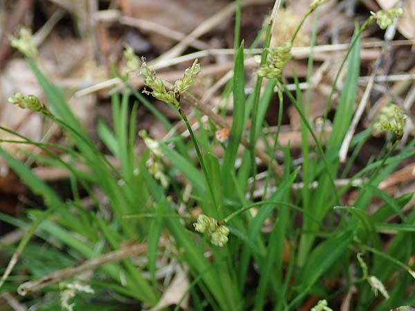 Carex ornithopoda \ Vogelfu�-Segge / Bird's Foot Sedge, D Oberlaudenbach 28.4.2018