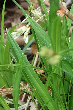 Carex ornithopoda \ Vogelfu�-Segge / Bird's Foot Sedge, D Oberlaudenbach 28.4.2018