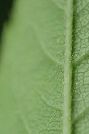 Rosa corymbifera \ Hecken-Rose / Thicket Dog Rose, D L&uuml;tzelbach 13.5.2018