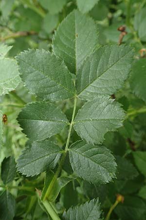Rosa corymbifera \ Hecken-Rose / Thicket Dog Rose, D L&uuml;tzelbach 13.5.2018
