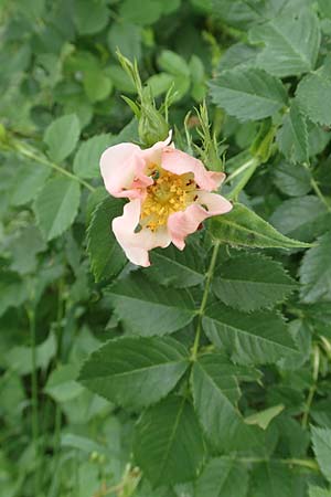 Rosa corymbifera \ Hecken-Rose / Thicket Dog Rose, D L&uuml;tzelbach 13.5.2018