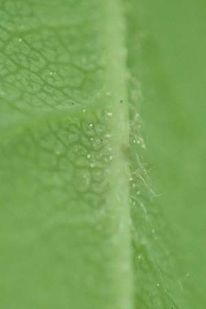 Rosa corymbifera \ Hecken-Rose / Thicket Dog Rose, D L&uuml;tzelbach 13.5.2018