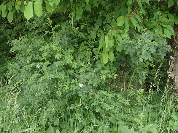 Rosa corymbifera \ Hecken-Rose / Thicket Dog Rose, D L&uuml;tzelbach 13.5.2018