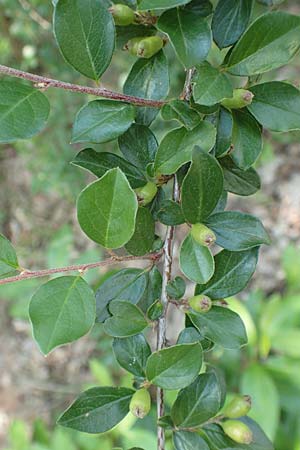 Cotoneaster divaricatus \ Sparrige Zwergmispel, Gl�nzende Zwergmispel / Spreading Cotoneaster, D Mannheim 9.6.2018