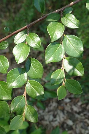 Cotoneaster divaricatus \ Sparrige Zwergmispel, Gl�nzende Zwergmispel / Spreading Cotoneaster, D Mannheim 9.6.2018