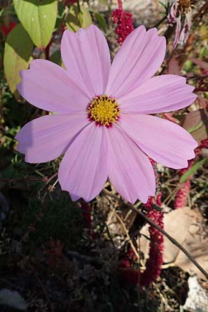 Cosmos bipinnatus \ Schmuckk�rbchen, Fiederbl�ttrige Schmuckblume / Garden Cosmos, Mexican Aster, D Mannheim 14.10.2018