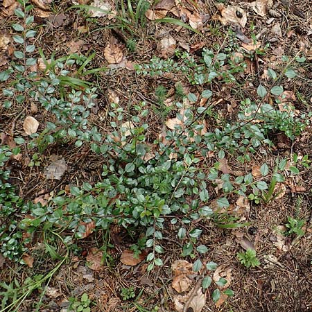 Cotoneaster dielsianus \ Graue Zwergmispel / Chinese Cotoneaster, D Seeheim an der Bergstra&szlig;e 12.6.2019