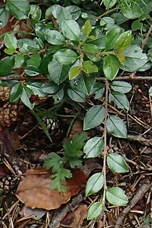 Cotoneaster dielsianus \ Graue Zwergmispel / Chinese Cotoneaster, D Seeheim an der Bergstra&szlig;e 12.6.2019