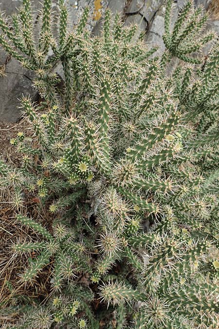 Cylindropuntia imbricata \ S�ulen-Opuntie / Cylindropuntia, D Felsberg 29.7.2019