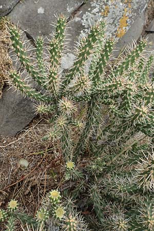 Cylindropuntia imbricata \ S�ulen-Opuntie / Cylindropuntia, D Felsberg 29.7.2019