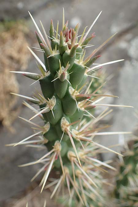 Cylindropuntia imbricata \ S�ulen-Opuntie / Cylindropuntia, D Felsberg 29.7.2019