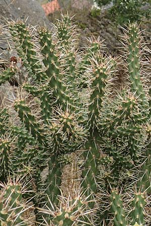 Cylindropuntia imbricata \ S�ulen-Opuntie / Cylindropuntia, D Felsberg 29.7.2019