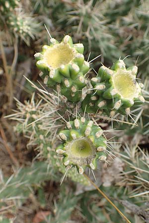 Cylindropuntia imbricata \ S�ulen-Opuntie / Cylindropuntia, D Felsberg 29.7.2019