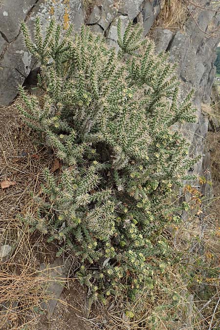 Cylindropuntia imbricata \ S�ulen-Opuntie / Cylindropuntia, D Felsberg 29.7.2019