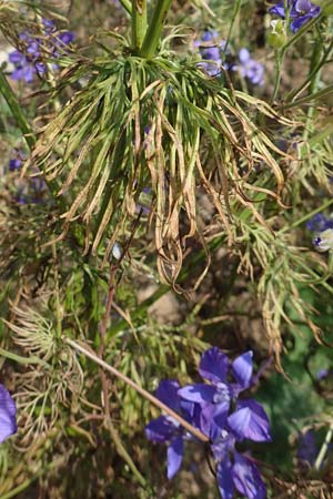 Delphinium ajacis \ Garten-Rittersporn / Larkspur, D Mannheim 3.8.2019