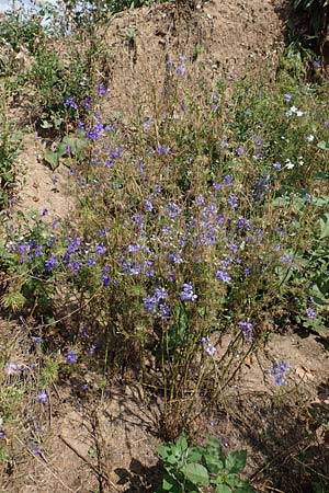 Delphinium ajacis \ Garten-Rittersporn / Larkspur, D Mannheim 3.8.2019