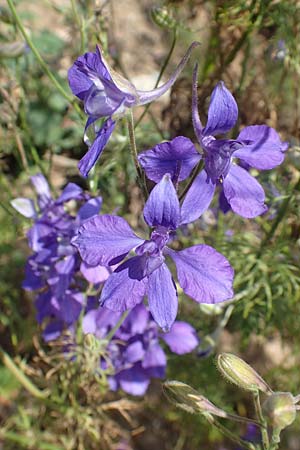 Delphinium ajacis \ Garten-Rittersporn / Larkspur, D Mannheim 3.8.2019