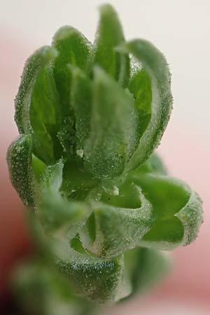 Corispermum marschallii ? \ Grauer Wanzensame, Marschall-Wanzensame / Marschall Bugseed, D Sandhausen 16.8.2019