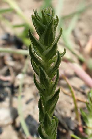 Corispermum marschallii ? \ Grauer Wanzensame, Marschall-Wanzensame / Marschall Bugseed, D Sandhausen 16.8.2019