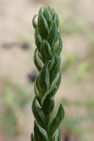 Corispermum marschallii ? \ Grauer Wanzensame, Marschall-Wanzensame / Marschall Bugseed, D Sandhausen 16.8.2019