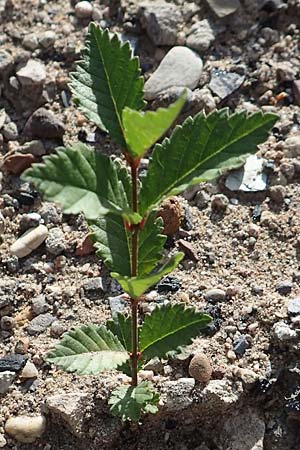 Celtis occidentalis \ Westlicher Z�rgelbaum / Common Hackberry, D Mannheim 15.9.2019