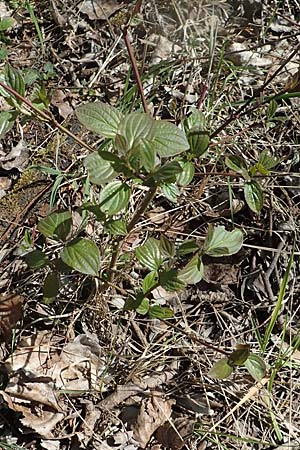 Cornus sanguinea \ Blutroter Hartriegel, Roter Hartriegel / Dogwood, D Wagh&auml;usel-Wiesental 15.4.2020