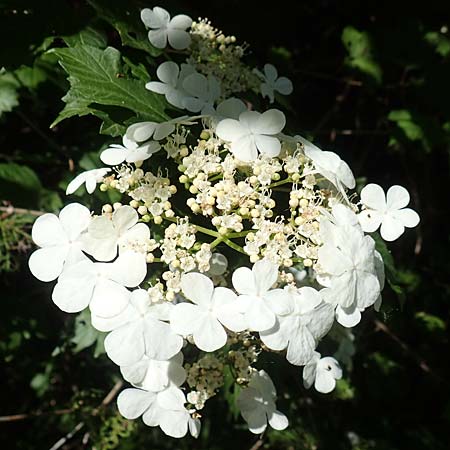 Viburnum opulus \ Gew�hnlicher Schneeball, Wasser-Schneeball / Guelder Rose, Highbush Cranberry, D Kollerinsel 6.5.2020