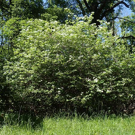 Viburnum opulus \ Gew�hnlicher Schneeball, Wasser-Schneeball / Guelder Rose, Highbush Cranberry, D Kollerinsel 6.5.2020