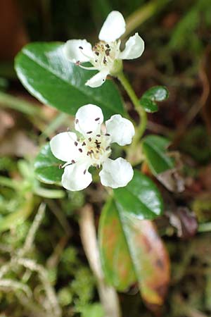 Cotoneaster dammeri \ Teppich-Zwergmispel / Bearberry Cotoneaster, D Aachen 9.6.2020