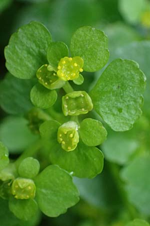 Chrysosplenium oppositifolium \ Gegenbl�ttriges Milzkraut / Opposite-Leaved Golden-Saxifrage, D Odenwald, W&uuml;nschmichelbach 12.5.2021