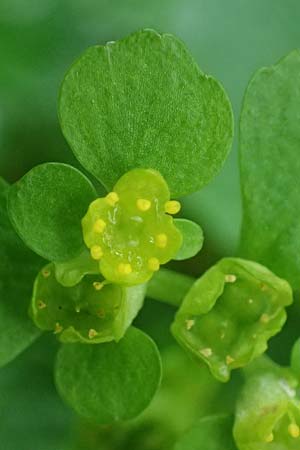 Chrysosplenium oppositifolium \ Gegenbl�ttriges Milzkraut / Opposite-Leaved Golden-Saxifrage, D Odenwald, W&uuml;nschmichelbach 12.5.2021