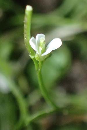 Cardamine occulta \ Japanisches Reisfeld-Schaumkraut / Japanese Rice-Field Bitter-Cress, D Mannheim 24.2.2022