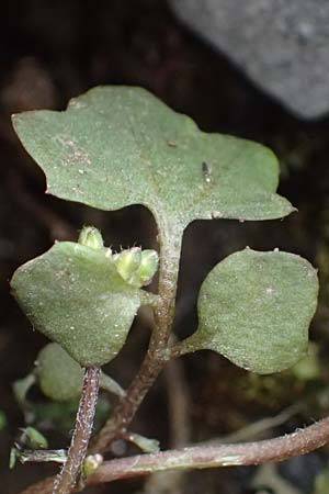 Cardamine occulta \ Japanisches Reisfeld-Schaumkraut / Japanese Rice-Field Bitter-Cress, D Mannheim 24.2.2022