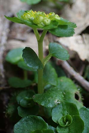 Chrysosplenium oppositifolium \ Gegenbl�ttriges Milzkraut / Opposite-Leaved Golden-Saxifrage, D Elmstein 6.4.2022
