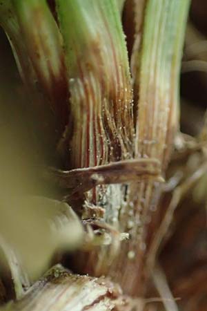Carex ornithopoda \ Vogelfu�-Segge / Bird's Foot Sedge, D Bensheim 29.4.2022