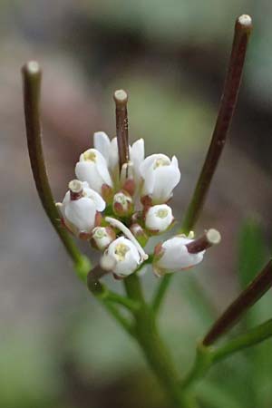 Cardamine occulta \ Japanisches Reisfeld-Schaumkraut / Japanese Rice-Field Bitter-Cress, D K&ouml;ln 16.4.2023