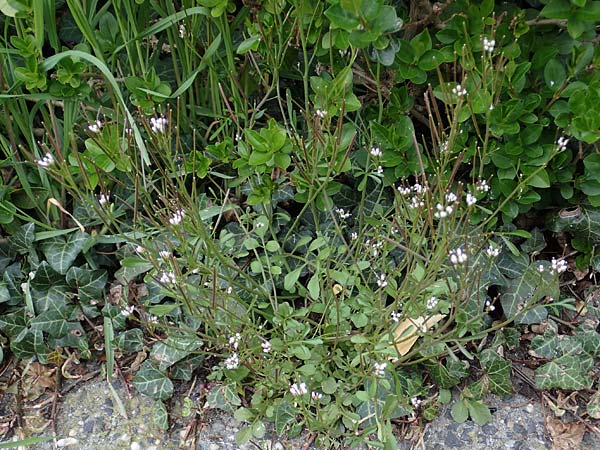 Cardamine occulta \ Japanisches Reisfeld-Schaumkraut / Japanese Rice-Field Bitter-Cress, D K&ouml;ln 16.4.2023