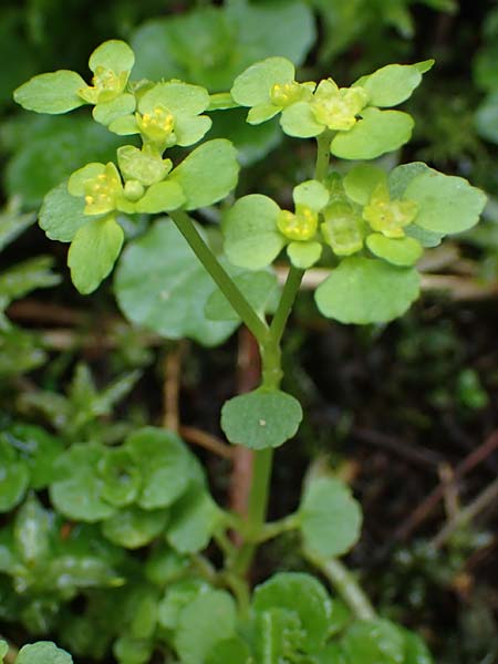 Chrysosplenium oppositifolium \ Gegenbl�ttriges Milzkraut / Opposite-Leaved Golden-Saxifrage, D Mudau 23.4.2023