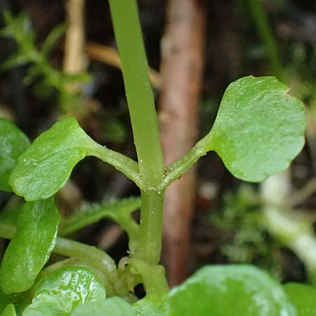 Chrysosplenium oppositifolium \ Gegenbl�ttriges Milzkraut / Opposite-Leaved Golden-Saxifrage, D Mudau 23.4.2023
