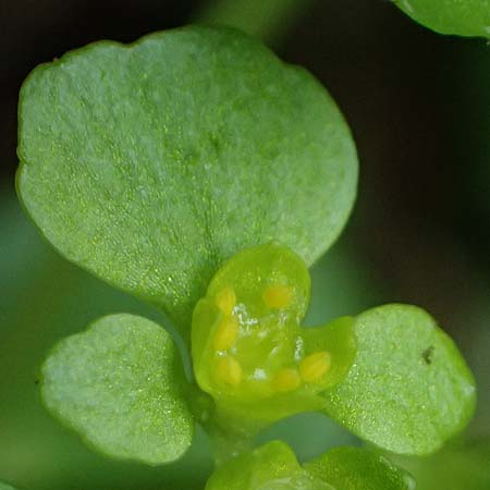 Chrysosplenium oppositifolium \ Gegenbl�ttriges Milzkraut / Opposite-Leaved Golden-Saxifrage, D Mudau 23.4.2023