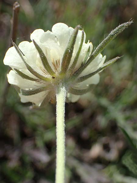 Scabiosa ochroleuca \ Gelbe Skabiose / Yellow Scabious, D Th&uuml;ringen, Bottendorf 13.6.2023