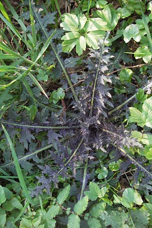 Cirsium palustre \ Sumpf-Kratzdistel / Marsh Thistle, D Odenwald, Oberabtsteinach 16.4.2007