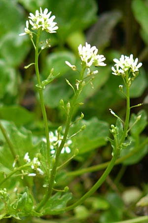 Cochlearia pyrenaica \ Pyren�en-L�ffelkraut / Roundfruit Scurvy-Grass, D Almequellen bei/near Brilon 15.6.2019